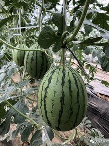 诸暨吃瓜网红是谁啊,网络红人的崛起与影响力  第3张